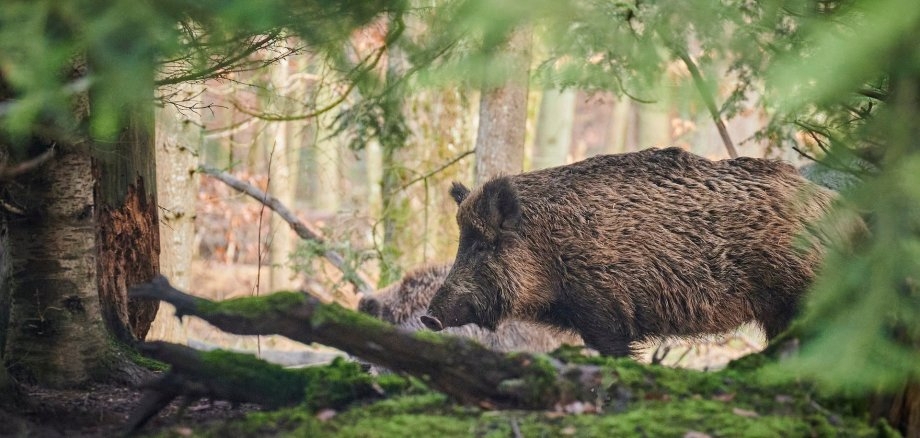 Wildschwein in Wald